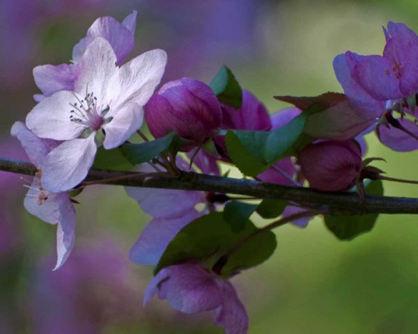 Delaware, Azalea flowers and buds on limb